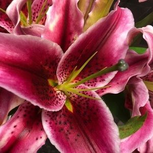 Meet your Posher, Maria